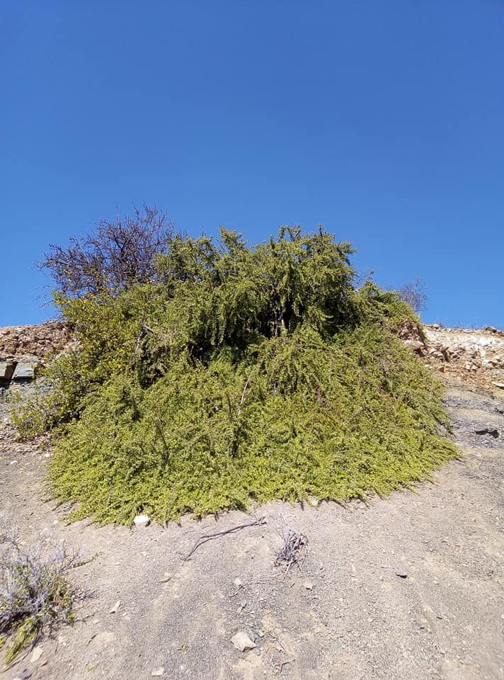 Portulacaria afra cascade by Johan Prinsloo